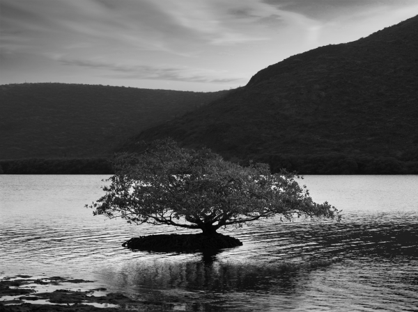 Árbol y Estanque by Gabriel Figueroa Flores